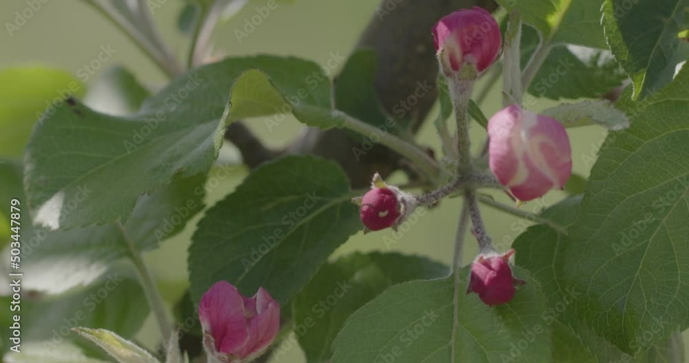 Spring time. Blossoming branches of an apple tree. Spring time. Blossoming branches of an apple tree.