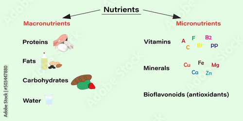 A diagram of the composition of nutrients, what are macronutrients and micronutrients with examples of food