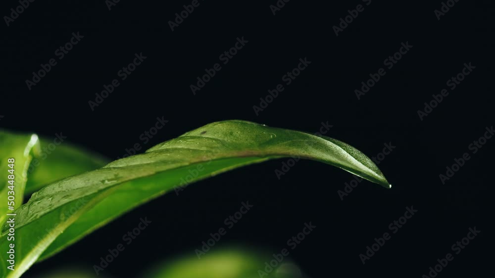 Water drop falling on basil plant leaf black background Water drop falling on basil plant leaf black background