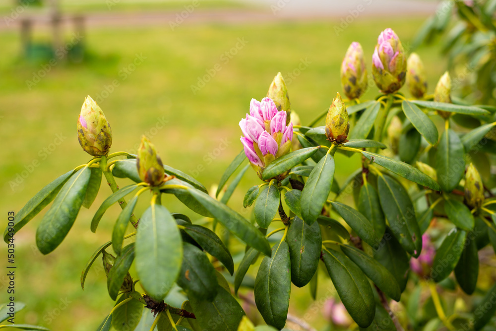 pink purple rhododendron buds in the spring garden pink purple rhododendron buds in the spring garden