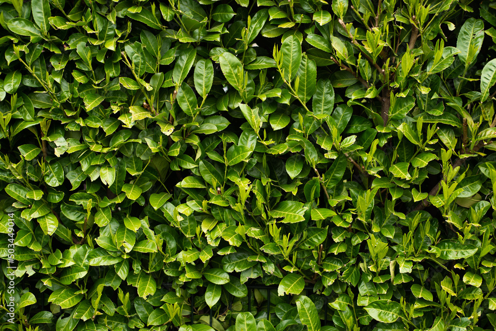 wall full frame from the leaves of green bushes wall full frame from the leaves of green bushes