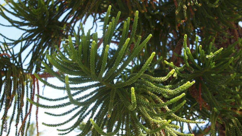Fototapeta premium Branch of coral reef araucaria or Cook pine, columnar araucaria (Araucaria columnaris), Cuba, Varadero