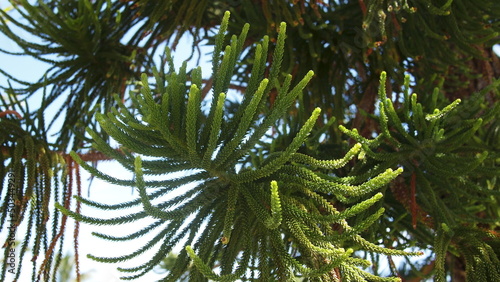 Branch of coral reef araucaria or Cook pine  columnar araucaria  Araucaria columnaris   Cuba  Varadero