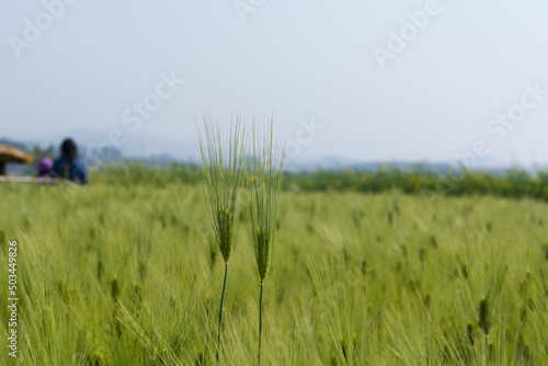 a green barley field