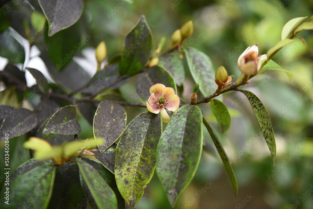 Obraz premium Magnolia figo ( Banana shrub )flowers.Magnoliaceae evergreen tree. From May to June, white-yellow flowers with a sweet scent like bananas bloom.