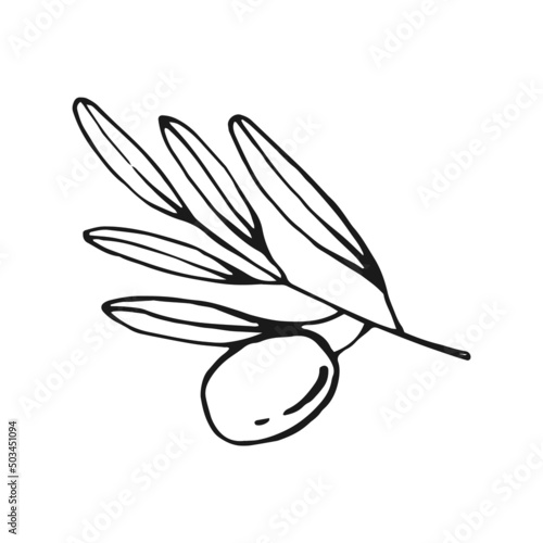 Olive branches. Olive fruits bunch and olive branches with leaves. Hand drawn illustration converted to vector.
