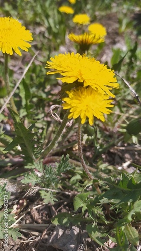 yellow dandelion flower