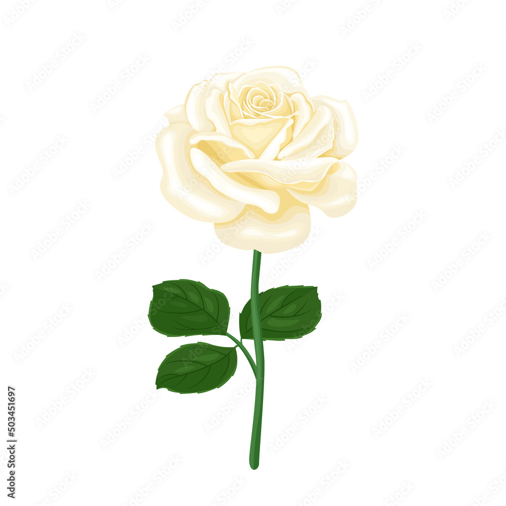 Fototapeta premium White blossoming rose isolated. Beautiful flower with green stem and leaves. Vector floral illustration in cartoon flat style.