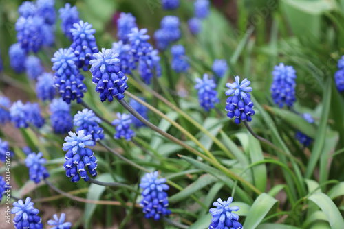 Bell-shaped blue flowers in the spring. Blooming muscari in the field. Armenian grape hyacinth or garden grape-hyacinth in the family Asparagaceae. Soft focus. Seasonal wallpaper for design