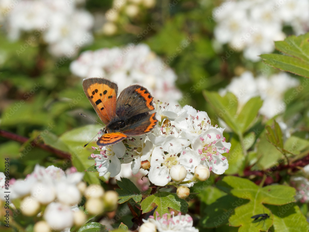 A Small Copper (Lycaena phlaeas) butterfly on tree blossom A Small Copper (Lycaena phlaeas) butterfly on tree blossom