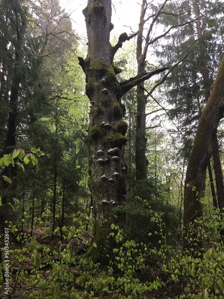 Fototapeta premium Alter toter Baum