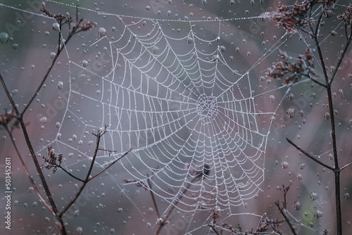spider web and raindrops in autumn season