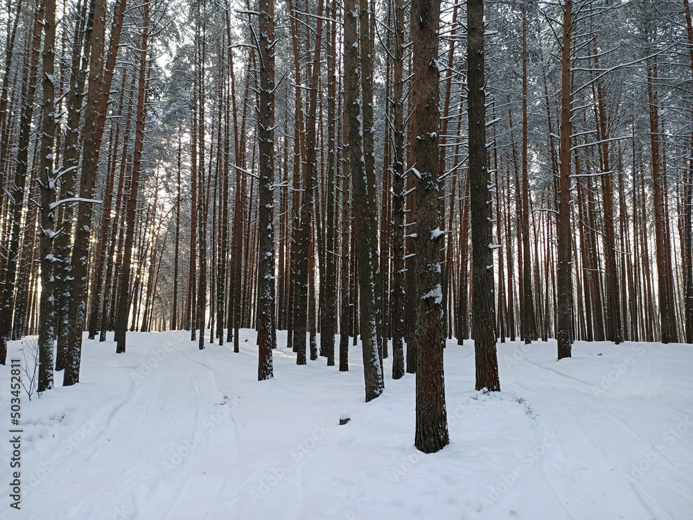 Naklejka premium winter day in the forest