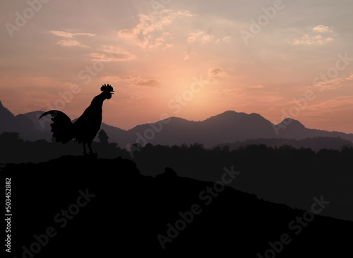 Silhouettes rooster crowing in the morning on the mountain background