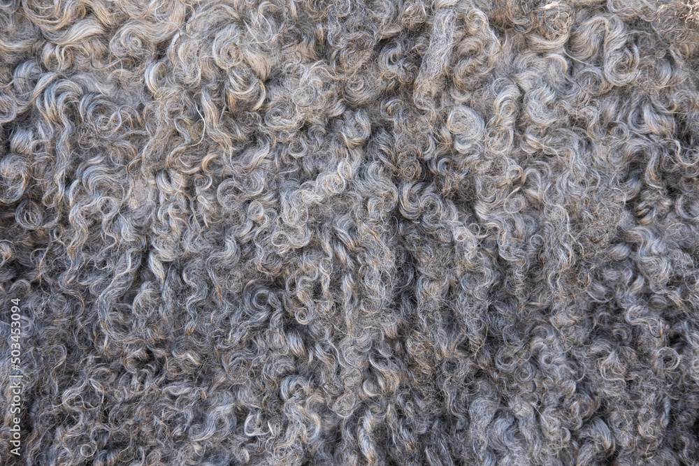 Small curls of washed sheep hair. Natural sheepskin rug background. Woolen texture Small curls of washed sheep hair. Natural sheepskin rug background. Woolen texture