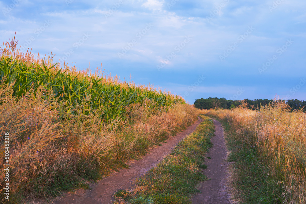 Dirt road going through the field to the horizon. Field with corn. Dirt road going through the field to the horizon. Field with corn.