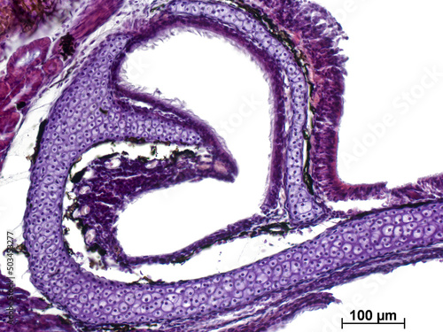 Sagittal section through vomeronasal organ (Jacobson's organ) marsh frog  (Pelophylax ridibundus). Сartilaginous tissue. Hematoxylin and Eosin Staining (H&E stain). Light microscope. photo