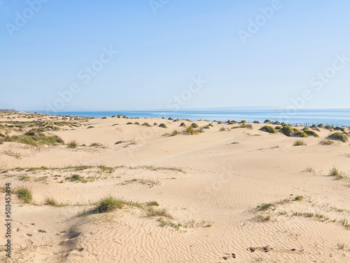 Vega Baja del Segura - Guardamar del Segura - Paisaje de dunas y vegetaci  n junto al mar Mediterr  neo