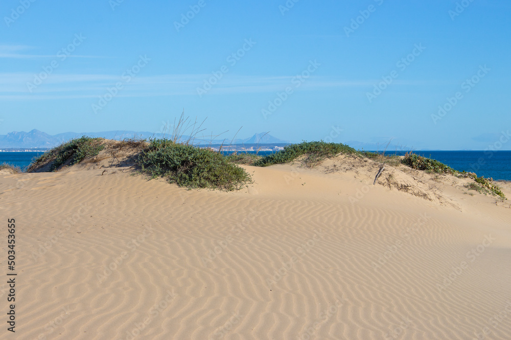 Vega Baja del Segura - Guardamar del Segura - Paisaje de dunas y vegetación junto al mar Mediterráneo Vega Baja del Segura - Guardamar del Segura - Paisaje de dunas y vegetación junto al mar Mediterráneo