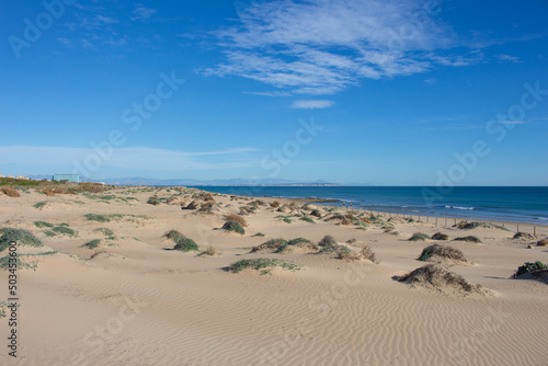 Vega Baja del Segura - Guardamar del Segura - Paisaje de dunas y vegetaci  n junto al mar Mediterr  neo