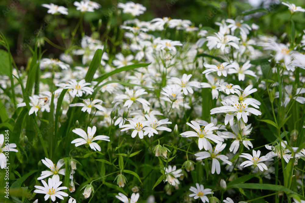Rabelera holostea, known as greater stitchwort and addersmeat in natural environment Rabelera holostea, known as greater stitchwort and addersmeat in natural environment