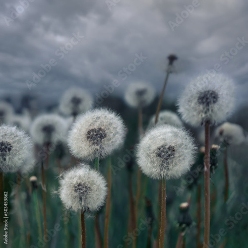 Fluffy dandelions against the backdrop of heavy thunderclouds. Anxious waiting for rain