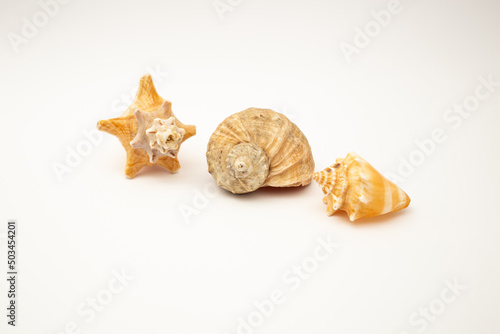 Shells on a white background