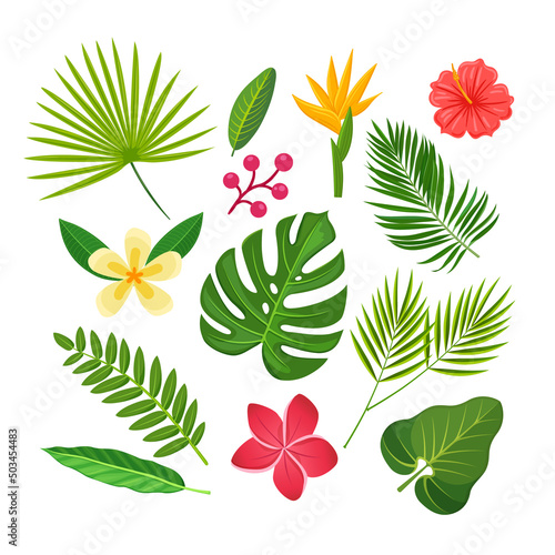 Collection of tropical plants and flowers. Vector isolated elements on the white background.
