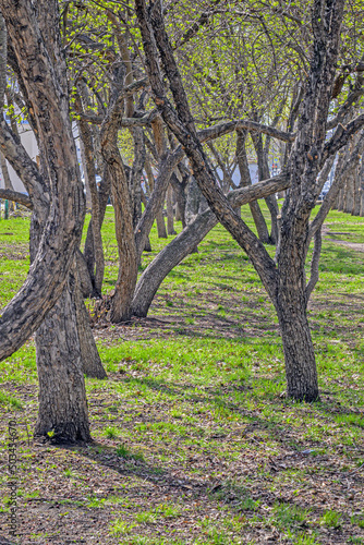 Trees with young leaves in a city park on a spring day