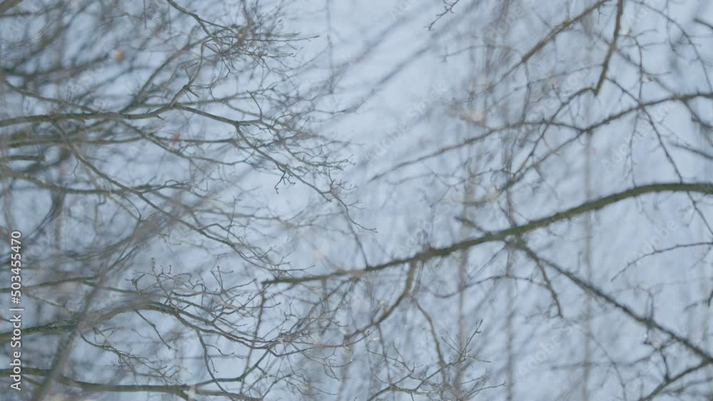 Winter forest. Bare tree branches move against a clear light blue sky. Winter forest. Bare tree branches move against a clear light blue sky.