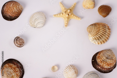 Seashells on white background, copy space