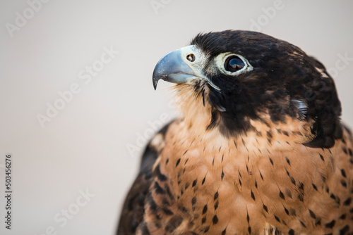 Doha,Qatar, May 01,2022: Arabian falcons are used for hunting but also as a pet in the Gulf countries. 