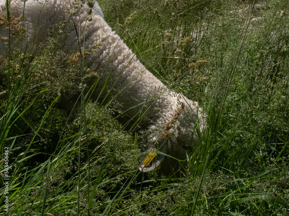 Obraz premium Sheep Grazing in Grass