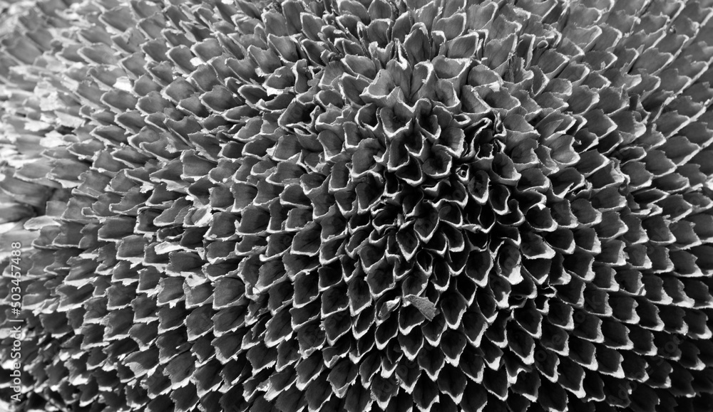Close up of dried sunflower Close up of dried sunflower