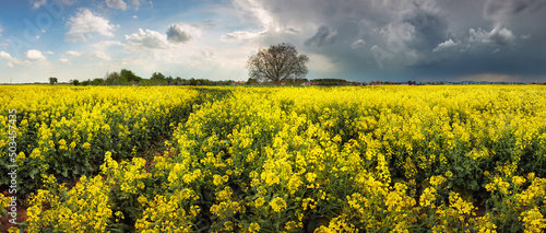 Storm clouds above a rape seed field