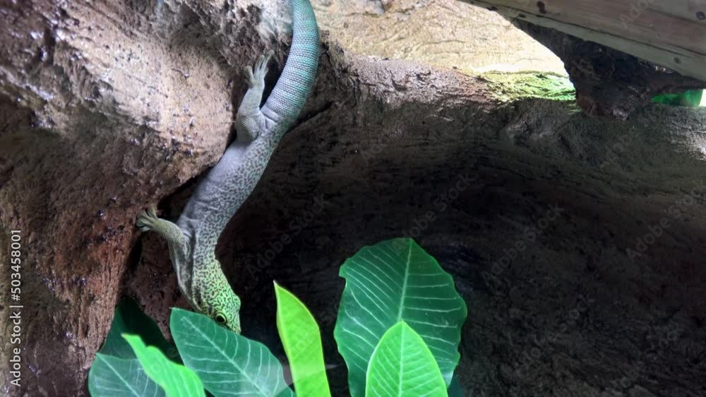 Madagascar giant day gecko (phelsuma grandis) Madagascar giant day gecko (phelsuma grandis)