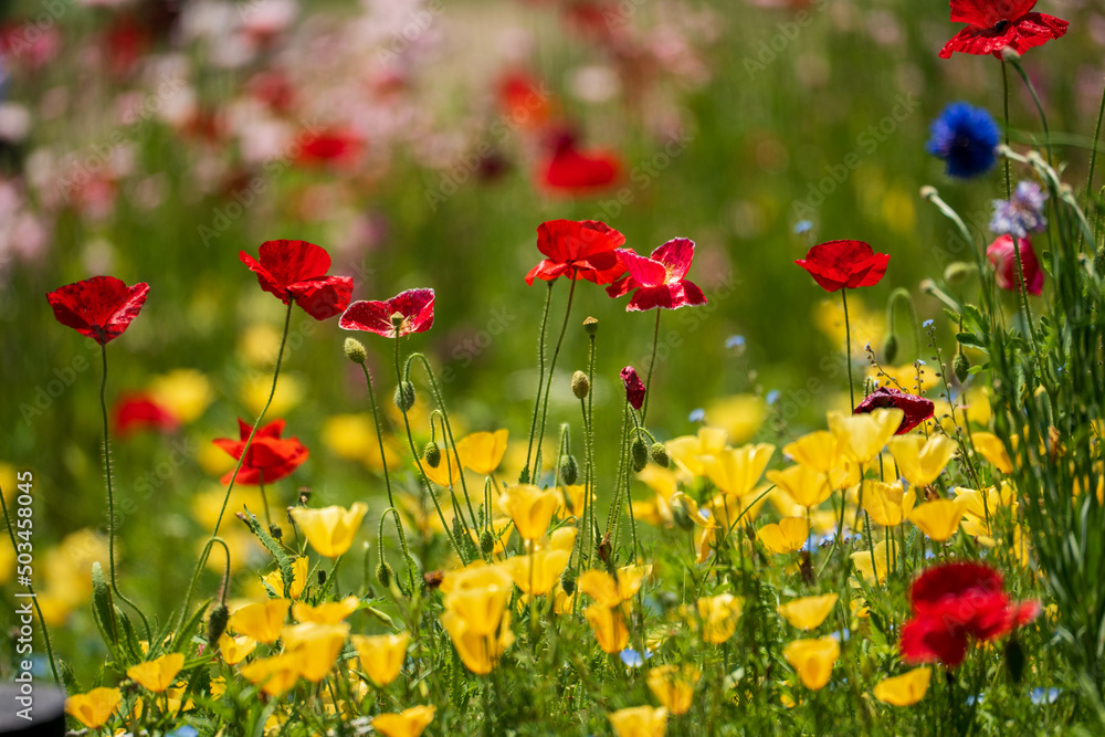 Fototapeta premium ポピー