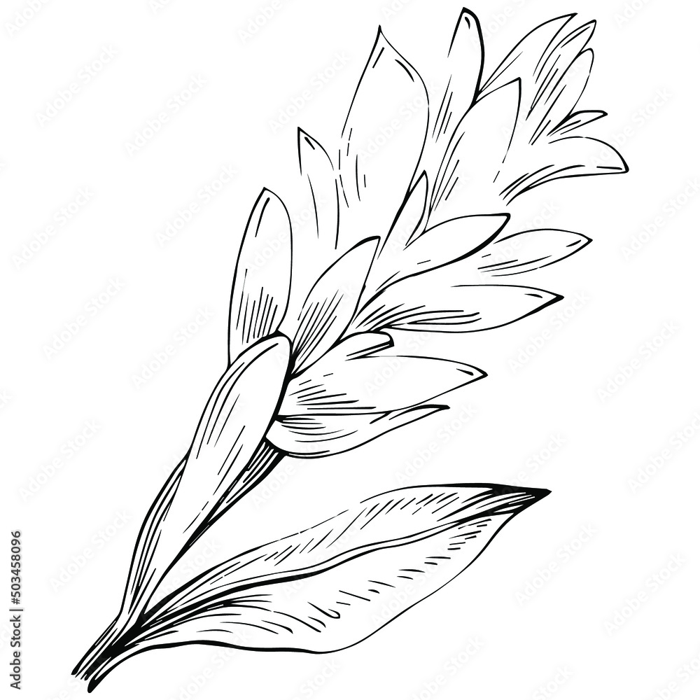 Fototapeta premium Ginger vector isolated plant with leaves. Herbal engraved style illustration. Detailed organic product sketch.The best for design logo, menu, label, icon, stamp.