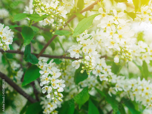 close-up of white bird cherry flowers on a branch with sun rays