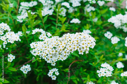 Spiraea Nipponian Snowmound in a flowerbed close-up photo