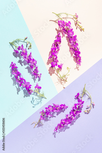 Summer floral composition made of violte meadow flowers on colorful geometric background. Nature concept. Top view. Flat lay photo