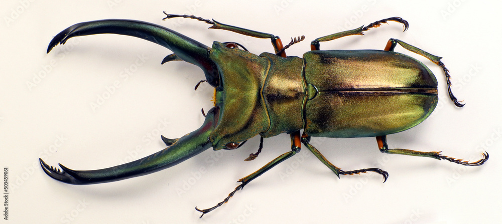 Giant stag beetle Cyclommatus epahus from Indonesia isolated on white. Lucanidae. Collection beetles. Entomology. Coleoptera. - obrazy, fototapety, plakaty 