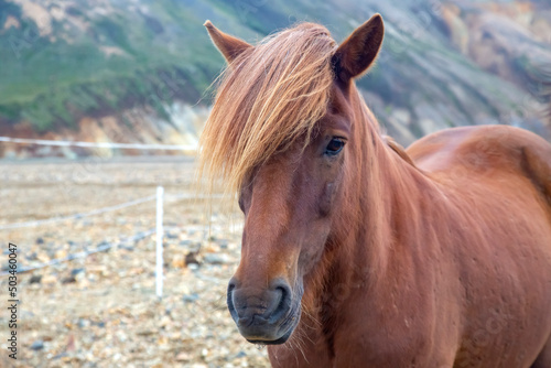 Icelandic horse on the background of a mountainous volcanic landscape. Iceland. tourism and nature