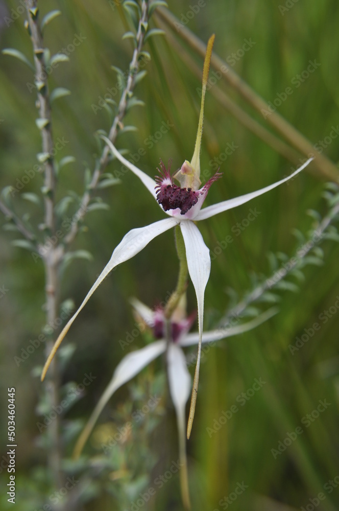 Caladenia x pectinata an attractive hybrid cross of two different parent orchids Caladenia x pectinata an attractive hybrid cross of two different parent orchids
