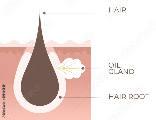 the structure of the hair