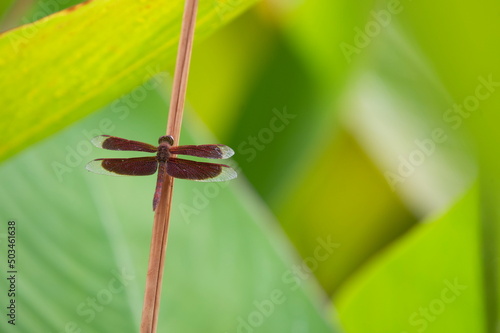 Common Parasol (Neurothemis fluctuans) perching on dry leaf in the garden. Copy space wallpaper.