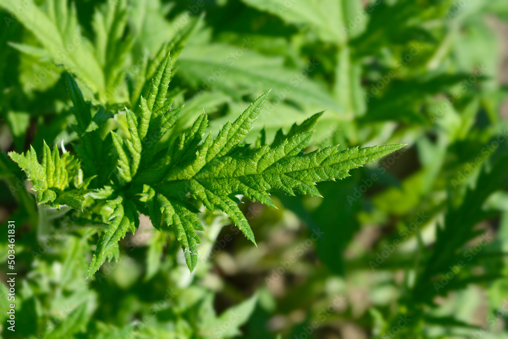 Southern globethistle