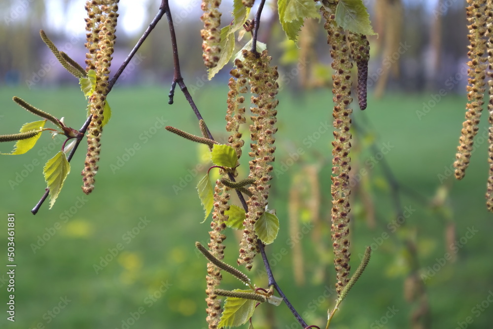 a branch of a willow