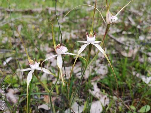 Ross Seaton spider orchid subspecies of White Spider Orchid is very similar to the Tangled White Spider Orchid