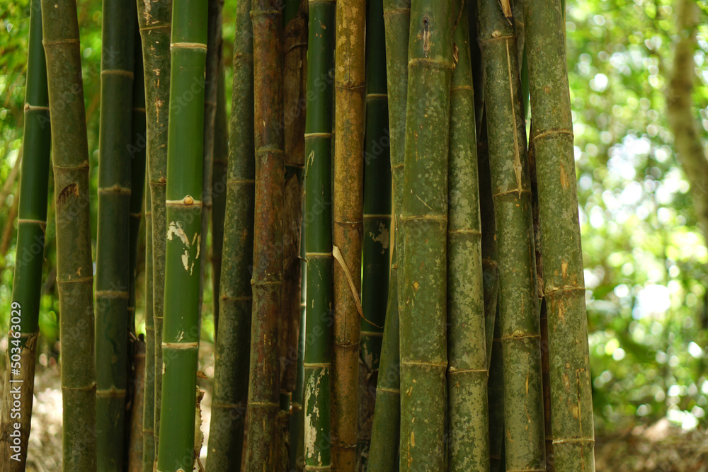 bamboo background in the forest bamboo background in the forest